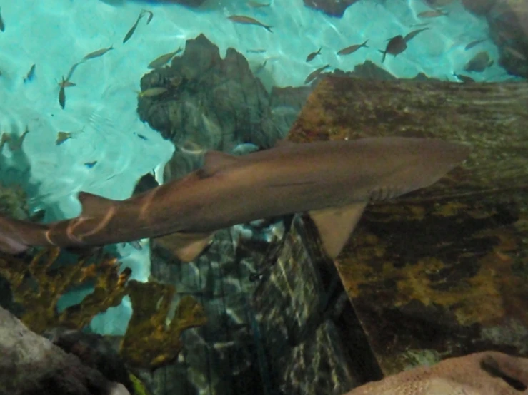 a very big pretty fish by some rocks and water