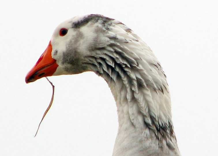 a goose with a red beak has it's long neck