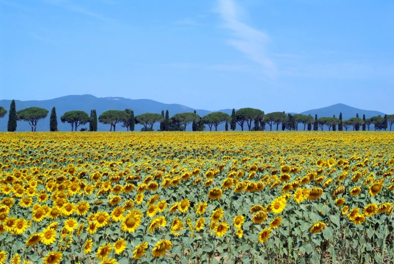 a field of sunflowers with a single tree in the distance