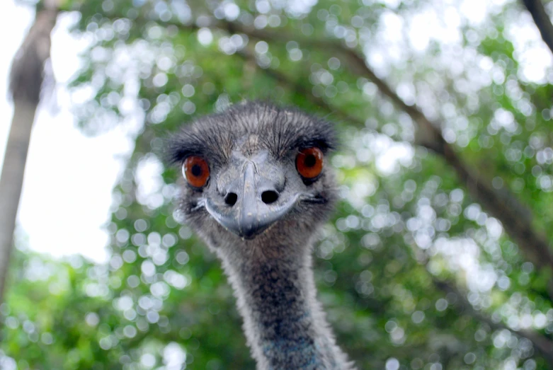 an ostrich with red eyes staring into the camera