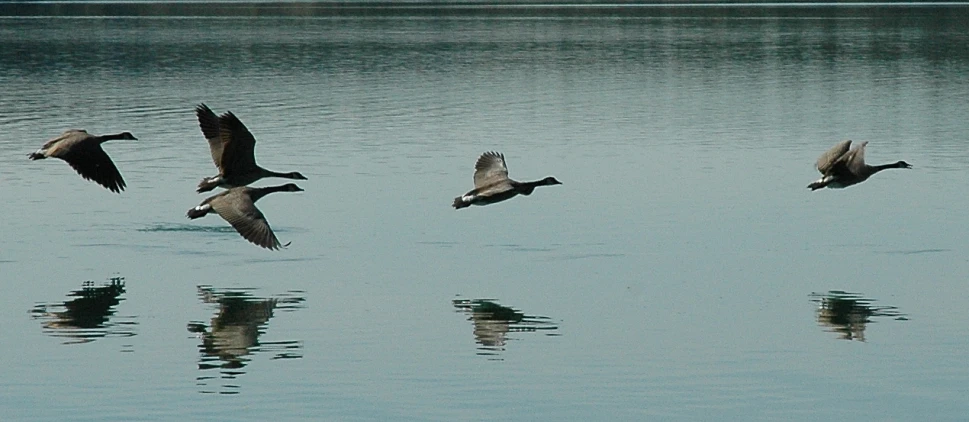 four geese flying over the water during daytime