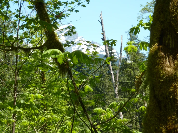 the trees in the forest are covered in thick foliage