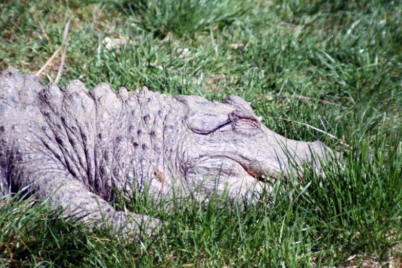 an alligator lays on the ground in some grass