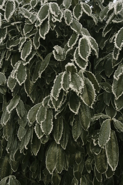 a bunch of green leaves covered with frost