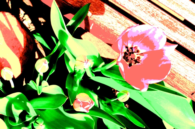 pink flowers next to green leaves sitting on a wooden surface