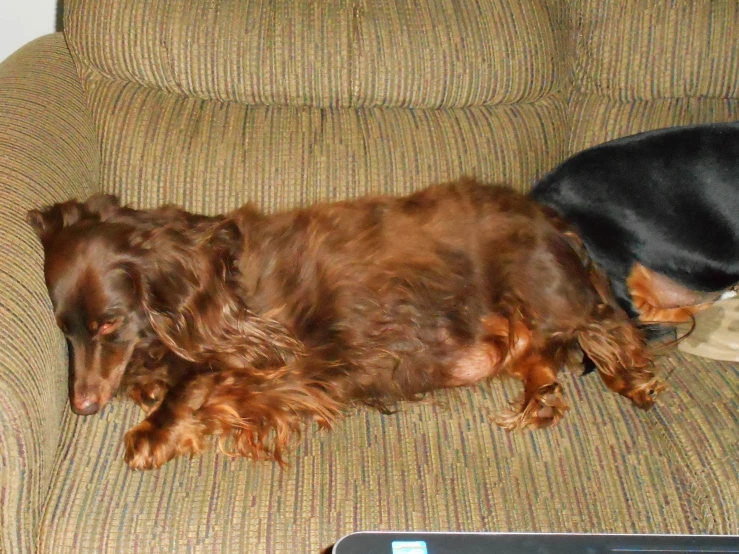 there is a brown dog and black dog sitting on the couch