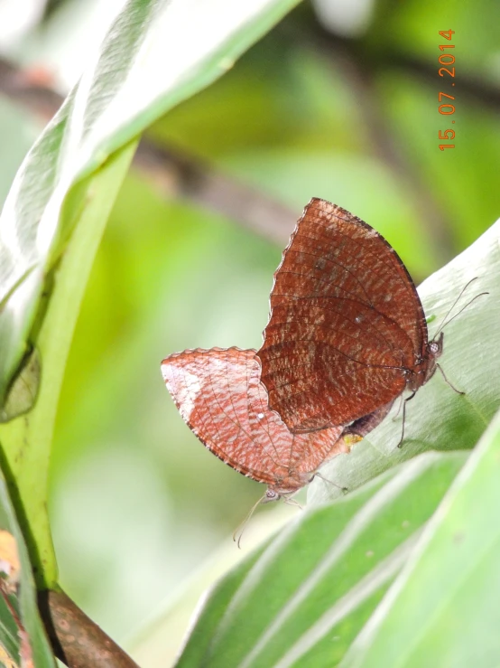 small red erfly sitting on the back of a leaf