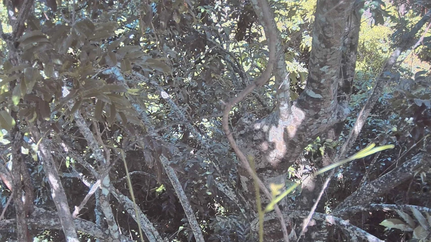 tree nches with leaves and green plants