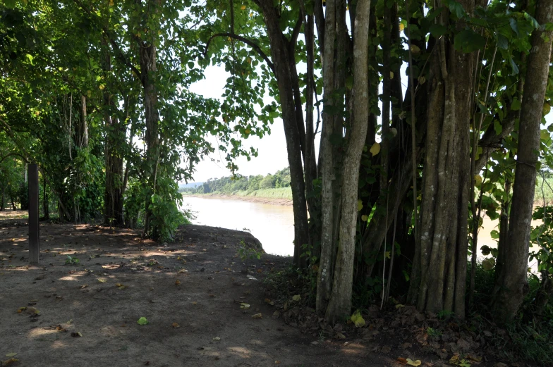 the trees are standing by the water next to the dirt road