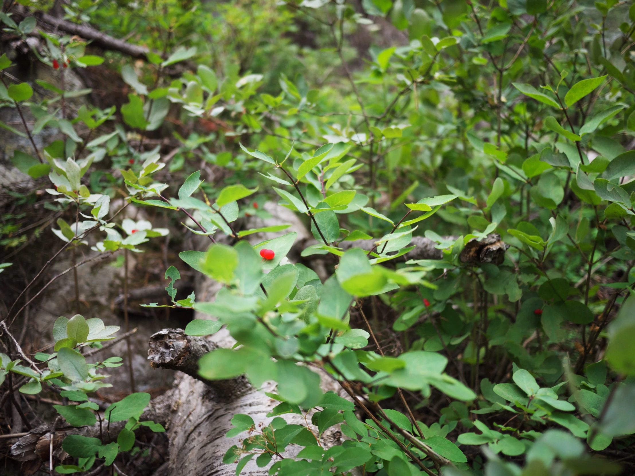 a small red bird is sitting on a nch