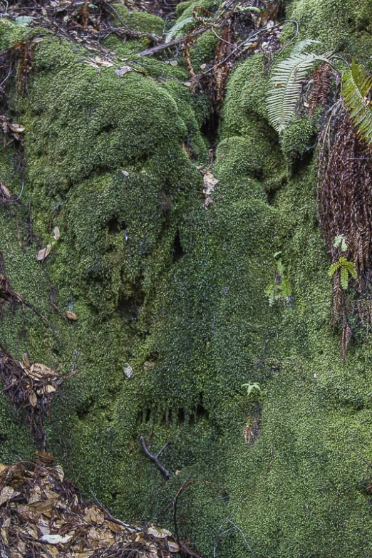 a mossy rock covered in green moss