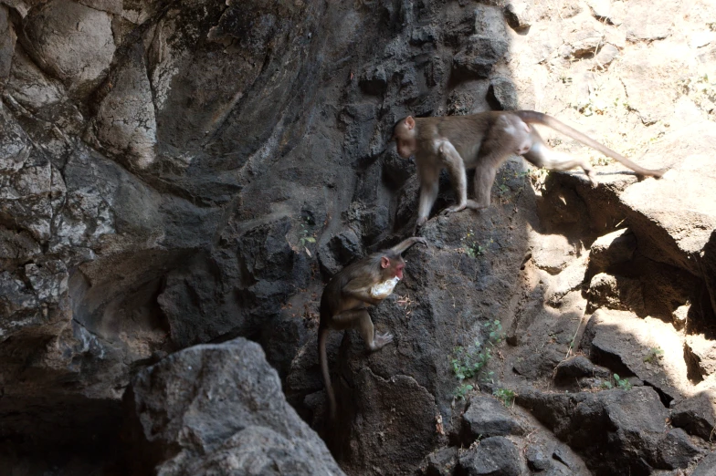 two monkeys on the rocks in a river