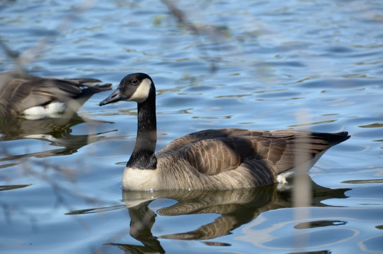 two geese are swimming on the blue water