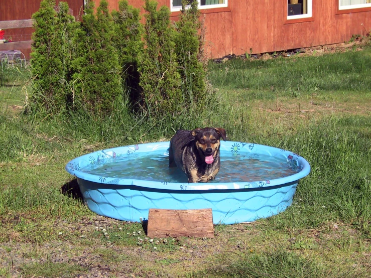 a dog is playing in a pool that has grass
