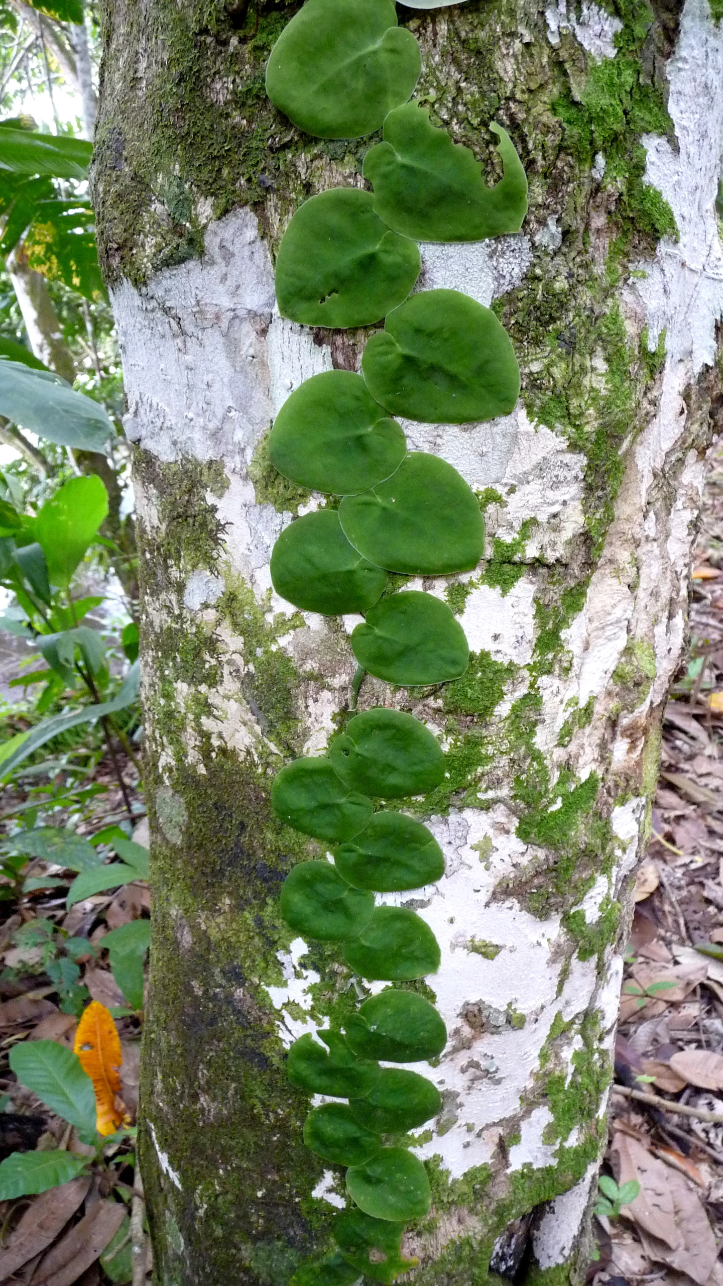 an odd looking tree covered in moss with leaves