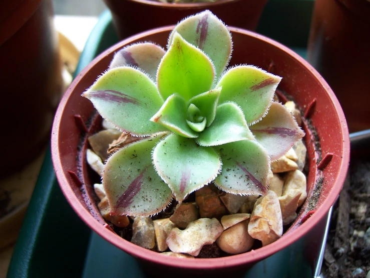 a small green plant is on the table in a red pot