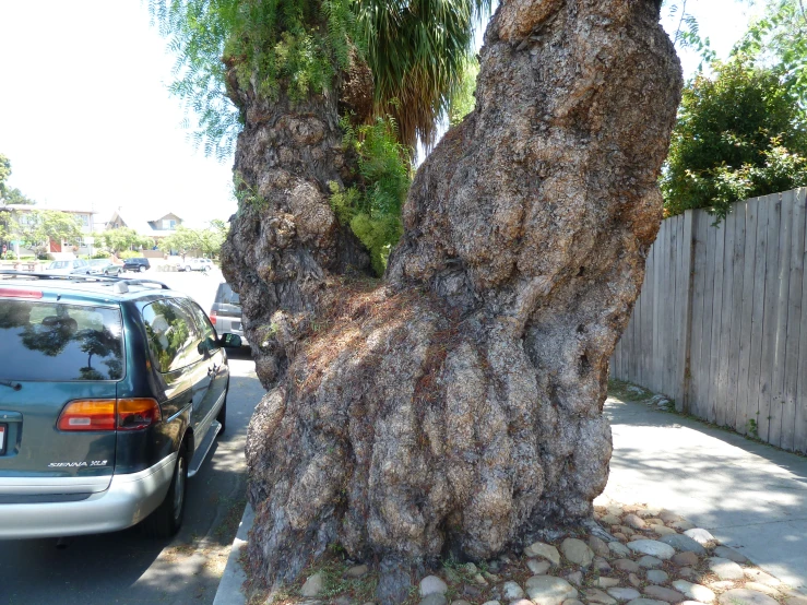 a tree near the street is next to the vehicle