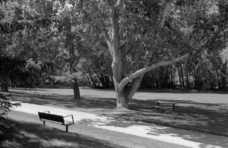 an empty park bench next to a big tree