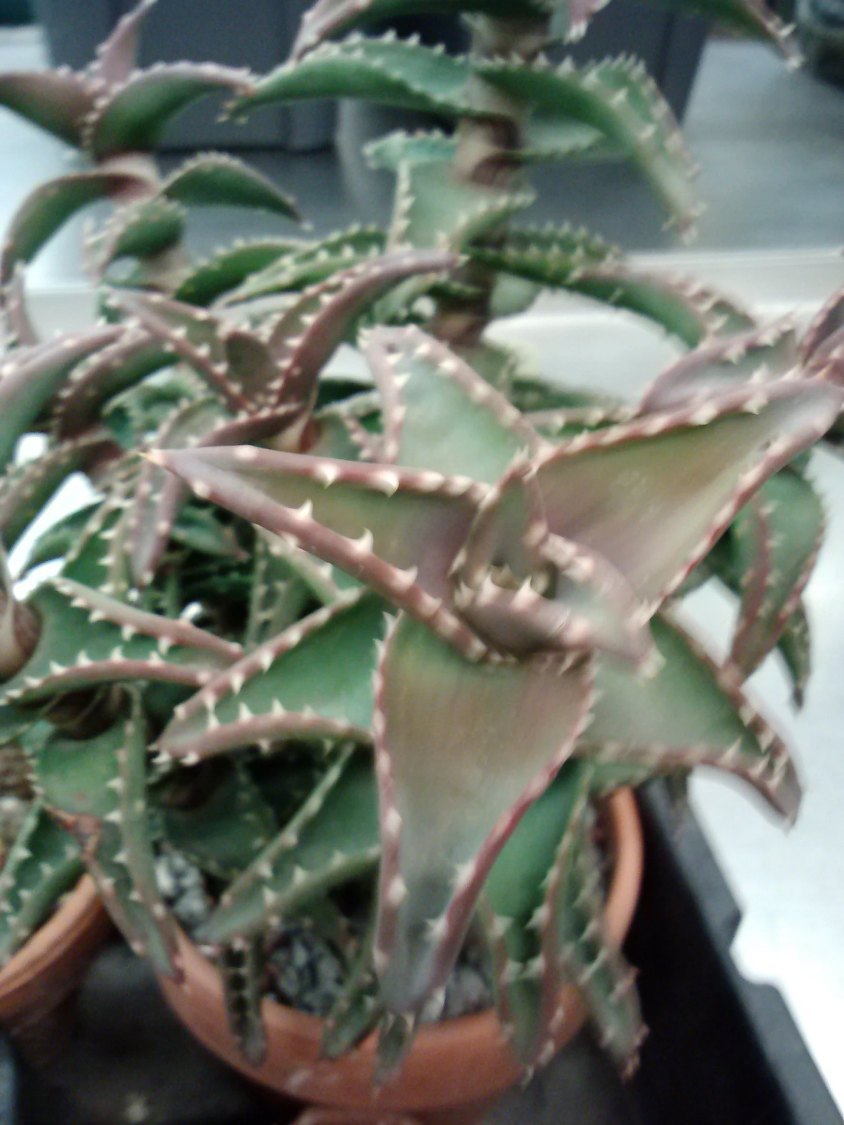 a large cactus plant sitting inside of a flower pot