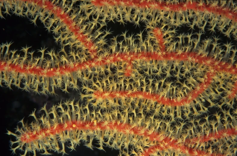 an orange, yellow and black sea fan