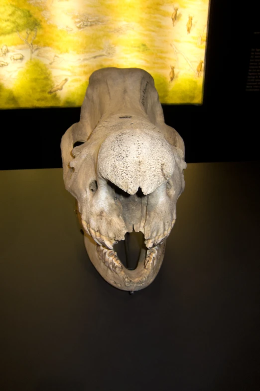 a picture of a skull with a large grin