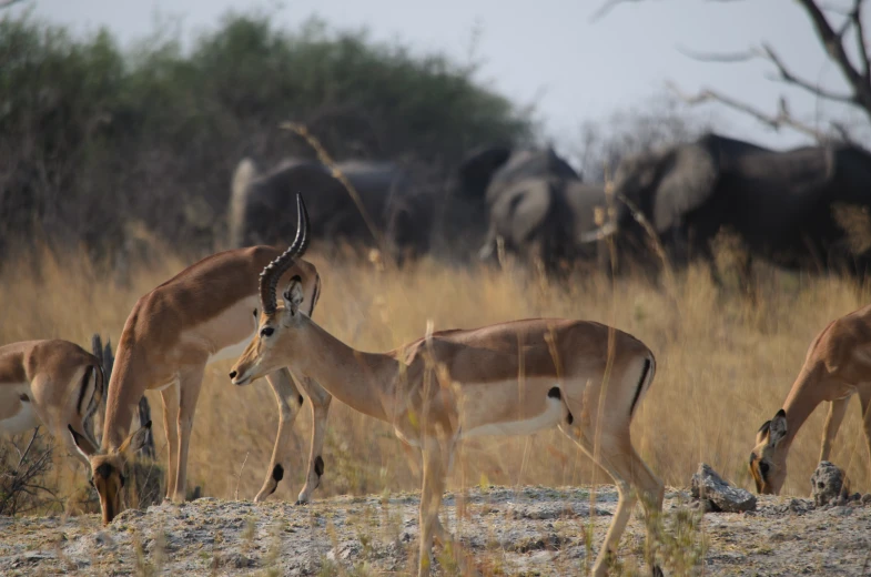 four gazelle looking at some elephants grazing in the background