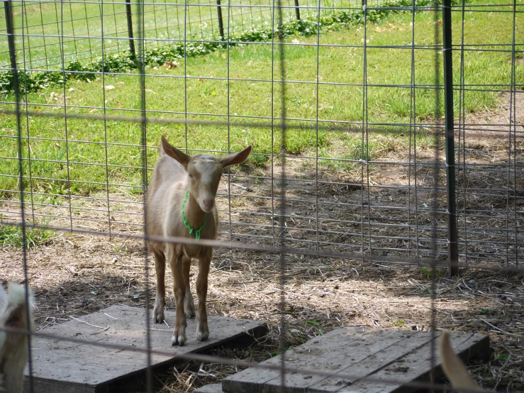 there is a donkey inside a pen looking up at the camera