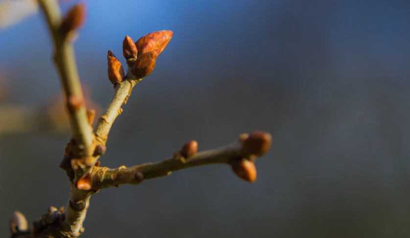 small nches of a tree blossoming with leaves still attached