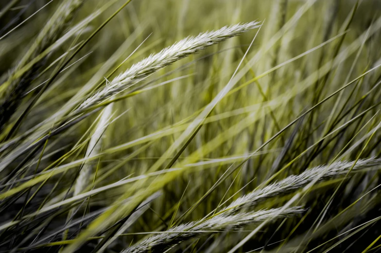 a tall green grass is blowing in the wind