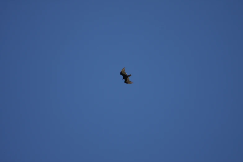 a bird in flight with a blue sky background