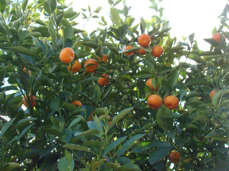 an orange tree with ripe oranges hanging off of it's nches