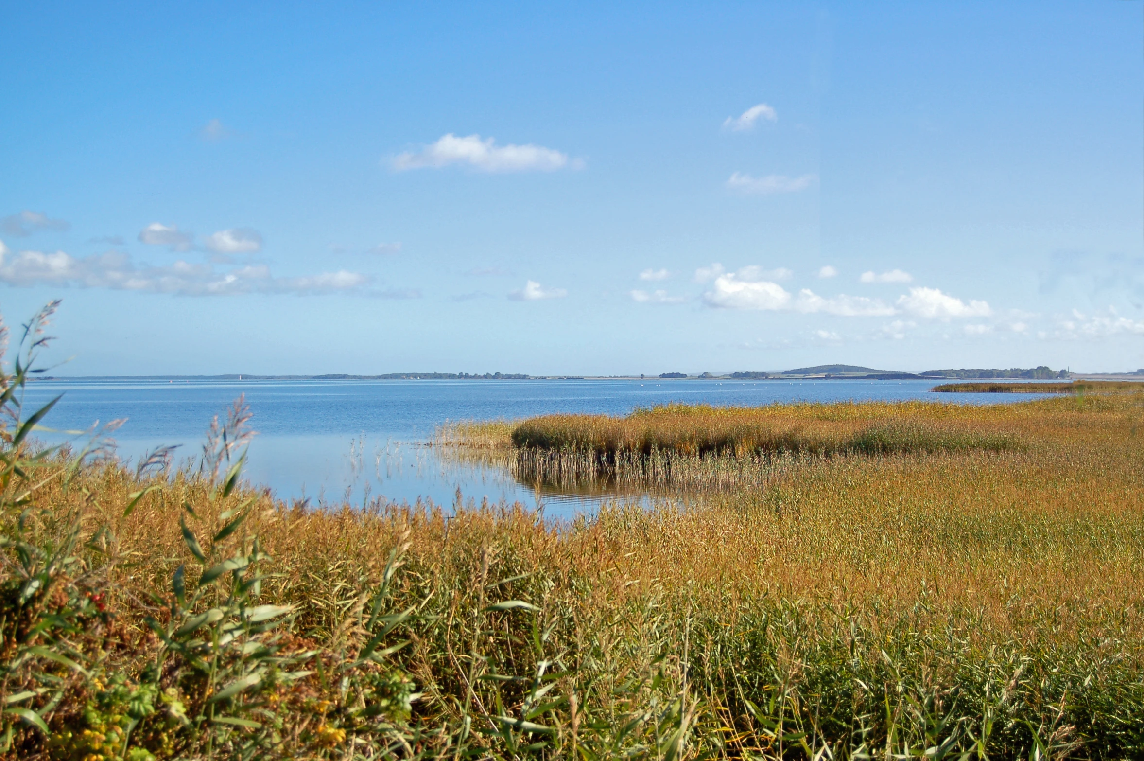 water with grass and bushes beside by land