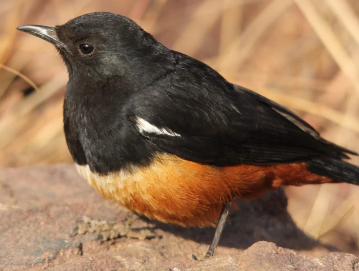 a black, brown and white bird standing on top of some rocks