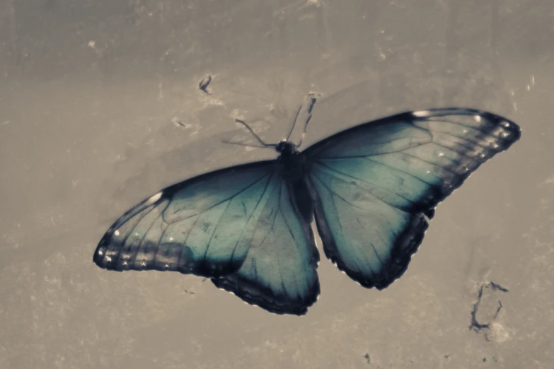 blue erfly looking up from under the wing of its wings