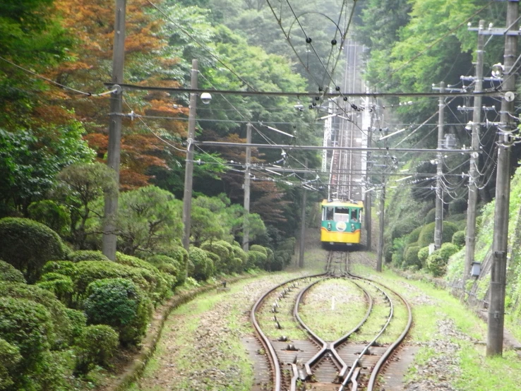 a train goes through the woods in a forested area