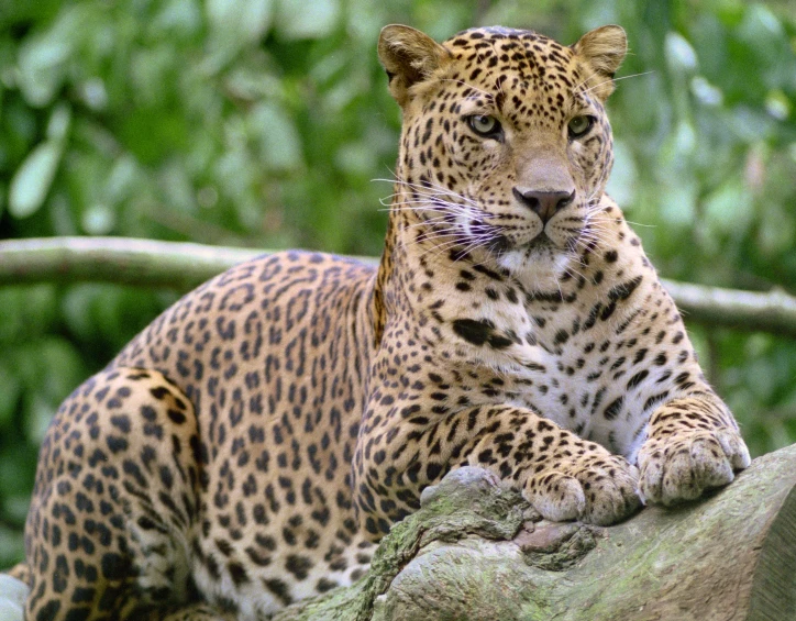 a leopard with soing in it's mouth rests on a rock