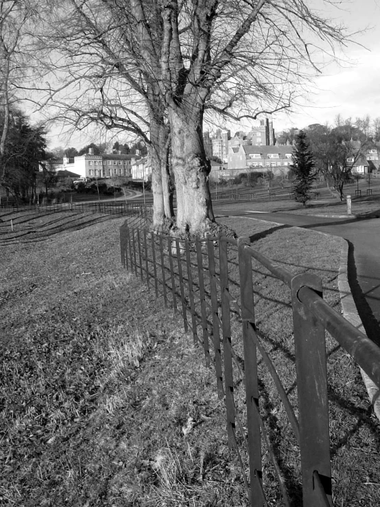 an old tree is growing up on a farm