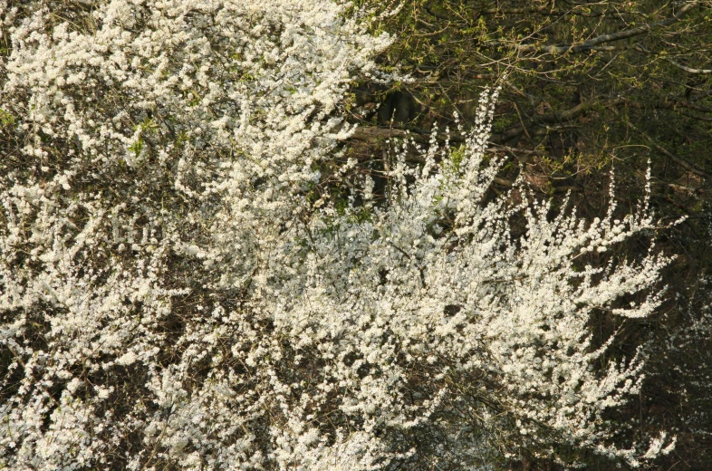 a tall white bush in the middle of the forest