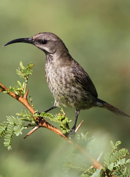 a brown and black bird perched on top of a tree nch