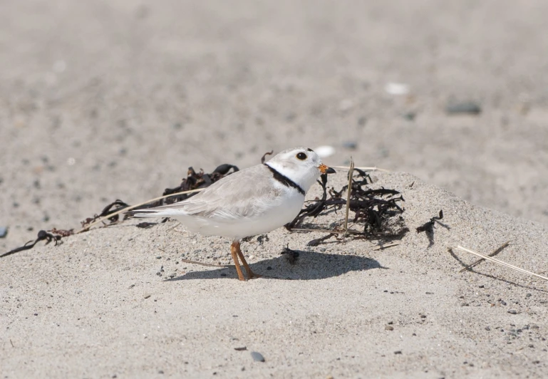 small bird on the beach with stick in it's mouth