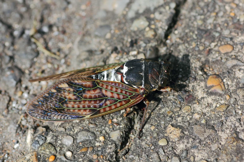 a brown insect with red and blue wings laying on the ground