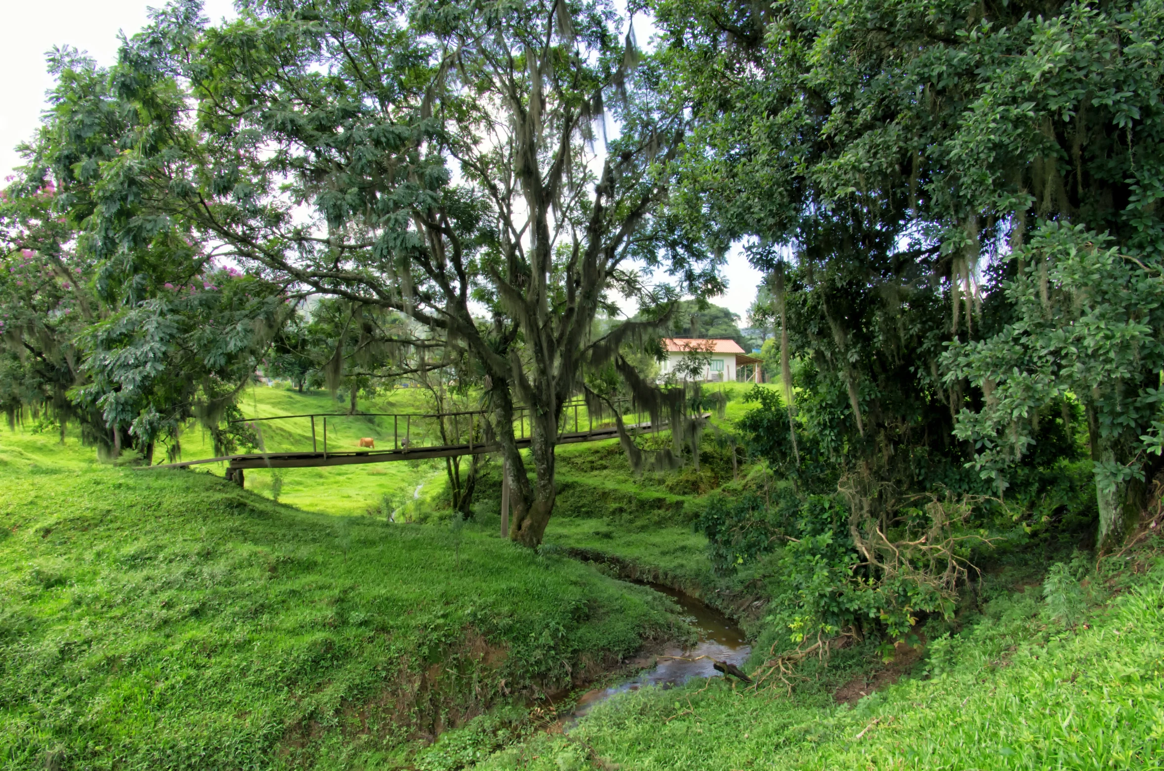 a small stream runs through an enclosed area near many trees