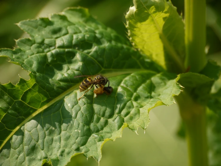 two bees sitting on a green leaf, in the sunlight