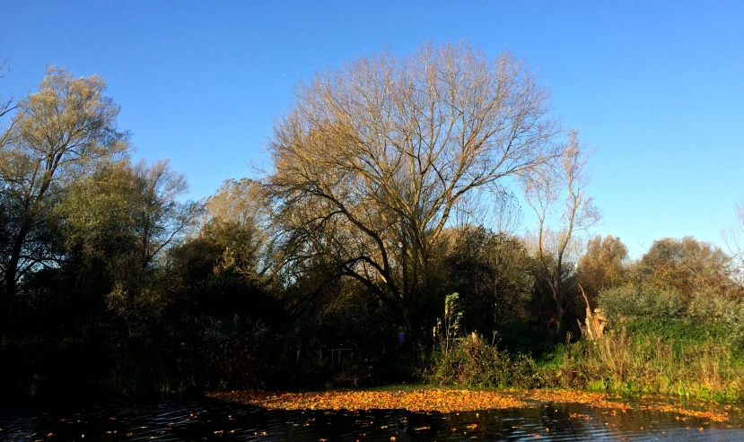 a field with some water and trees in the background