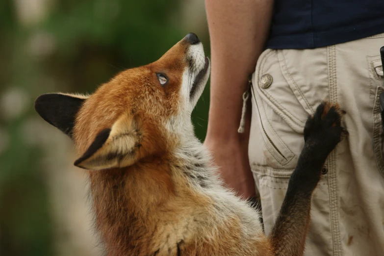 a small animal that is standing in the dirt