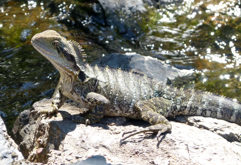 there is an iguana on a rock near water