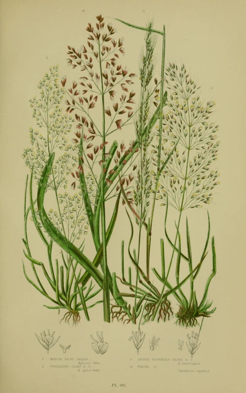 a hand - colored illustration of some plants and grasses