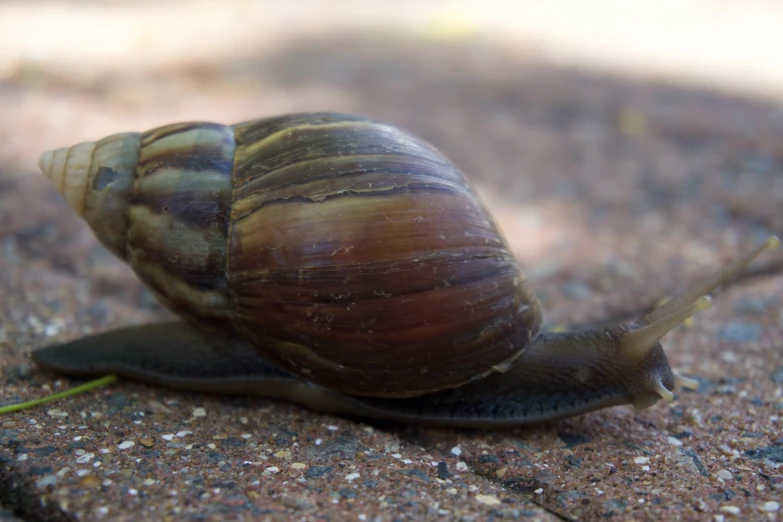 a very cute little snail crawling across the sidewalk