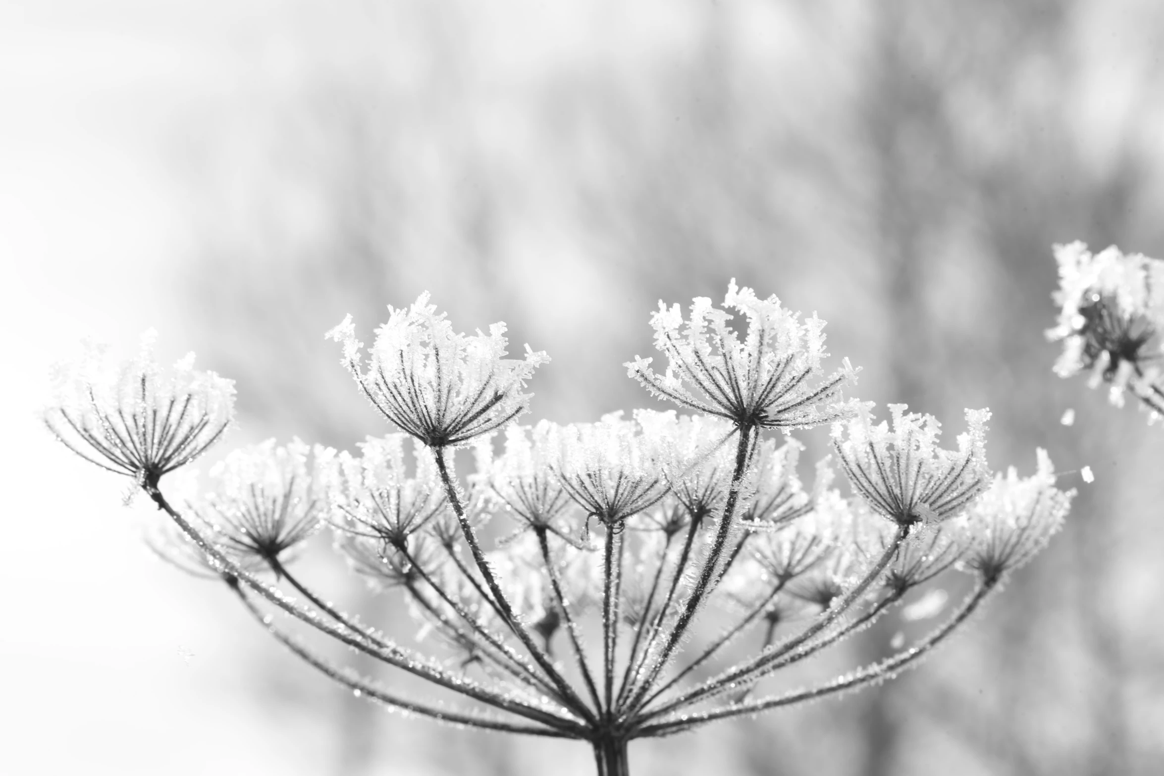 small white flowers on a clear day in the snow