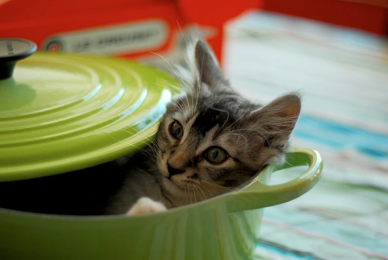 a small cat with its face sticking out of a container